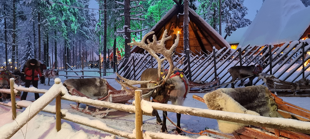 Reindeer prepared for sleigh rides in the snowy Santa Claus Village in Rovaniemi.